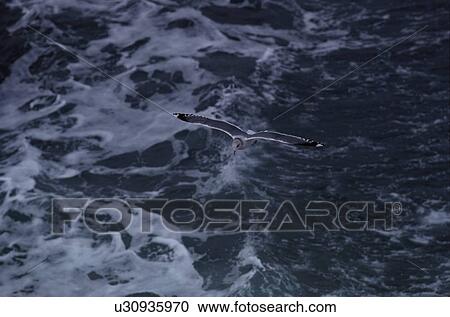 Herring Gull Above Water View Large Photo Image Stock Image - Herring Gull Above Water. Fotosearch