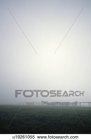 Stock Photography - Horses In Mist. Fotosearch