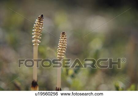 Horsetail View Large Photo Image Stock Photograph - Horsetail. Fotosearch
