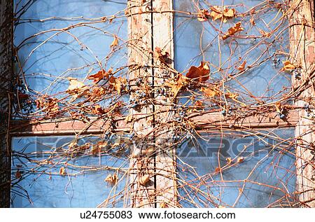 Stock Image - Ivy On Window Frame. Fotosearch