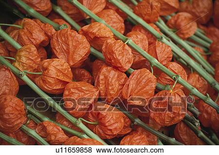 Japanese Lantern Plant View Large Photo Image Stock Photo - Japanese Lantern Plant. Fotosearch