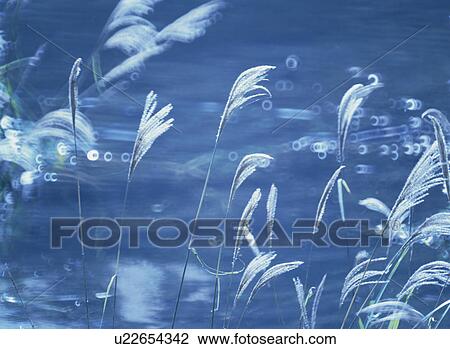 Stock Image - Japanese Pampas Grass On The Waterside. Fotosearch