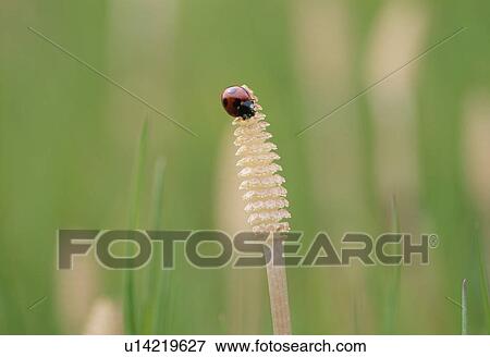 Ladybird On Field Horsetail View Large Photo Image Stock Photo - Ladybird On Field Horsetail. Fotosearch