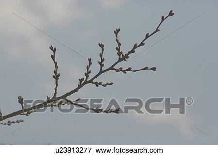 Leaf Bud View Large Photo Image Stock Photo - Leaf Bud. Fotosearch