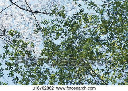 Stock Image - Leaves And Blossom. Fotosearch