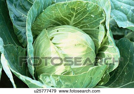 Leaves Of Cabbage View Large Photo Image Stock Photo - Leaves Of Cabbage. Fotosearch