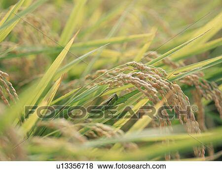 Locust On Rice Plant View Large Photo Image Stock Photo - Locust On Rice Plant. Fotosearch