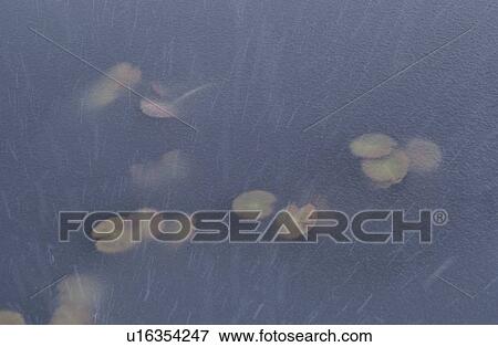 Lotus Leaves Under Snow Sheet View Large Photo Image Stock Photo - Lotus Leaves Under Snow Sheet. Fotosearch