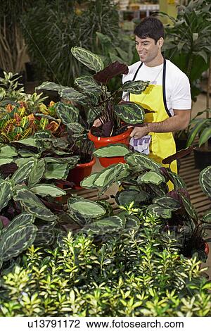 Male florist looking at potted plants View Large Photo Image Stock Image - Male florist looking at potted plants. Fotosearch