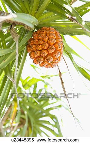 Stock Photography - Plant. Fotosearch