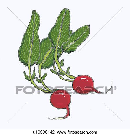 Stock Image - Radish. Fotosearch