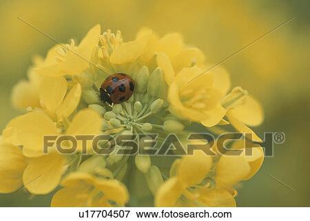 Rape Blossoms And A Ladybug View Large Photo Image Stock Photo - Rape Blossoms And A Ladybug. Fotosearch