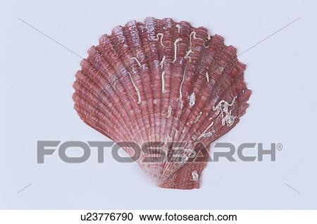 Scallop Shell View Large Photo Image Stock Image - Scallop Shell. Fotosearch