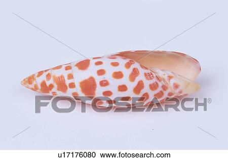 Seashell With Spots View Large Photo Image Stock Image - Seashell With Spots. Fotosearch