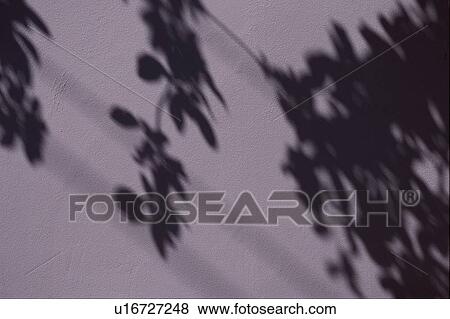 Shadows Of Leaves View Large Photo Image Stock Photo - Shadows Of Leaves. Fotosearch
