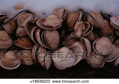 Snow On Shells View Large Photo Image Stock Image - Snow On Shells. Fotosearch