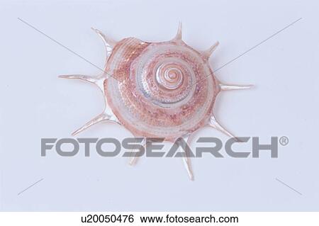 Spiked Seashell View Large Photo Image Stock Photograph - Spiked Seashell. Fotosearch