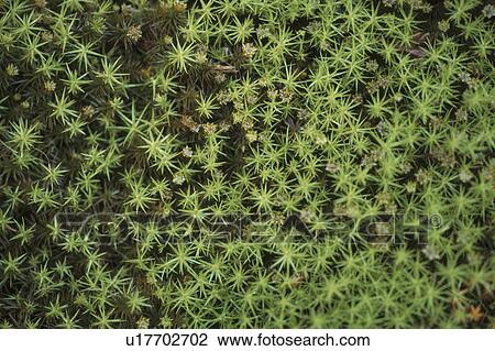 Stock Image - Spiky Plants. Fotosearch
