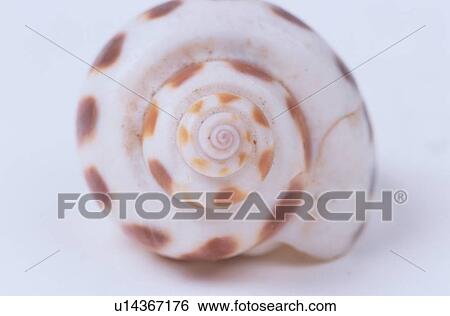 Spiral Of Seashell View Large Photo Image Stock Photograph - Spiral Of Seashell. Fotosearch