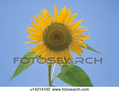 Sunflower View Large Photo Image Stock Image - Sunflower. Fotosearch