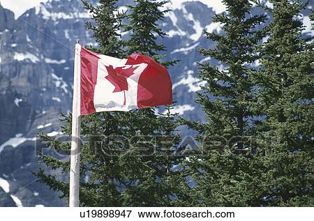 Stock Photo - The Canada National Flag, A Grove, And A Snow-Covered Mountain. Fotosearch