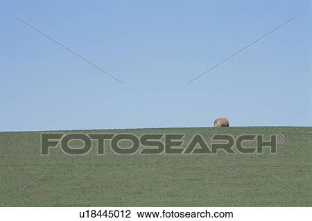The Country And Hay Roll In France View Large Photo Image Stock Image - The Country And Hay Roll In France. Fotosearch