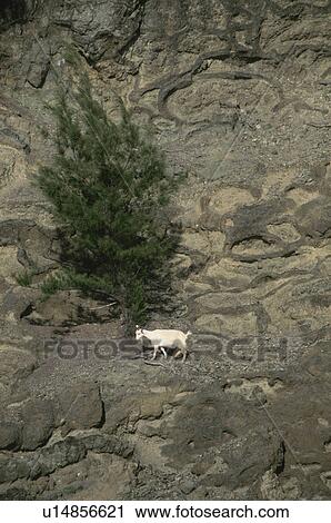 The Goat On A Cliff View Large Photo Image Stock Image - The Goat On A Cliff. Fotosearch