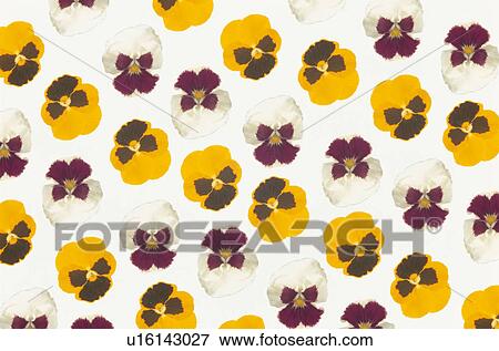 Stock Photo - The Sheet Of A Pansy. Fotosearch