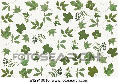 Stock Image - The Sheet Of Green Leaves. Fotosearch
