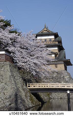 Stock Image - The Takashima Castle, A Bridge, And A Cherry Tree. Fotosearch