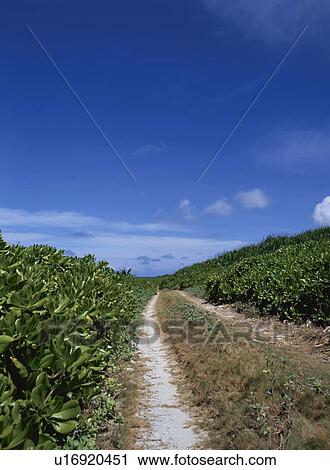 The Way Of The Beach View Large Photo Image Stock Image - The Way Of The Beach. Fotosearch