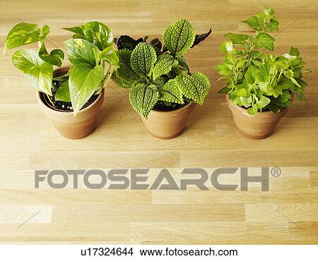 Three Houseplants View Large Photo Image Picture - Three Houseplants. Fotosearch