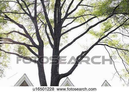 Tree near house, Chatham, New Jersey, USA View Large Photo Image Stock Photo - Tree near house, Chatham, New Jersey, USA. Fotosearch