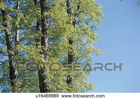 Trees And Blue Sky View Large Photo Image Stock Photo - Trees And Blue Sky. Fotosearch