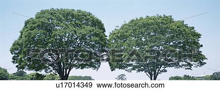 Stock Photo - Two Trees. Fotosearch