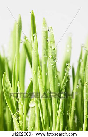Water droplets on wheatgrass (close-up) View Large Photo Image Stock Photo - Water droplets on wheatgrass (close-up). Fotosearch