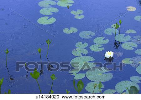Water Lily View Large Photo Image Stock Image - Water Lily. Fotosearch