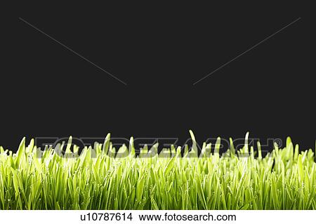 Picture - Wheatgrass (close-up). Fotosearch