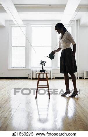 Woman watering bonsai tree in empty room View Large Photo Image Stock Image - Woman watering bonsai tree in empty room. Fotosearch