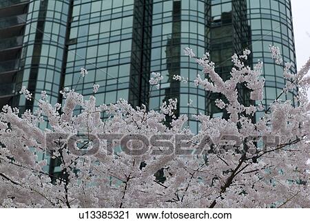 Blooming Trees in downtown Vancouver View Large Photo Image Stock Image - Blooming Trees in downtown Vancouver. Fotosearch