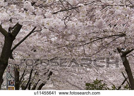 Stock Image - Blossoming trees in Vancouver. Fotosearch
