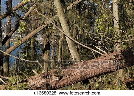 Broken down trees in Stanley Park View Large Photo Image Stock Photo - Broken down trees in Stanley Park. Fotosearch