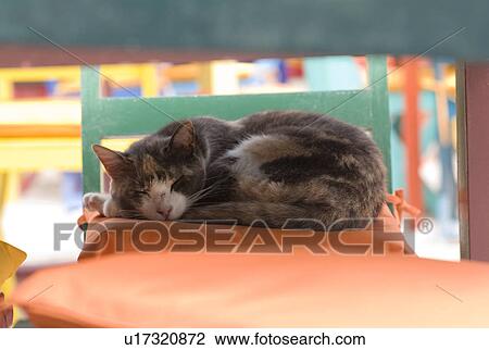 Cat sleeping on a chair View Large Photo Image Stock Image - Cat sleeping on a chair. Fotosearch