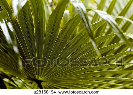 Picture - Close up of palm leaf. Fotosearch