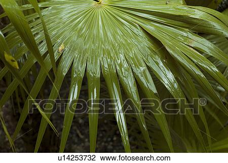 Close up of palm leaf View Large Photo Image Stock Image - Close up of palm leaf. Fotosearch