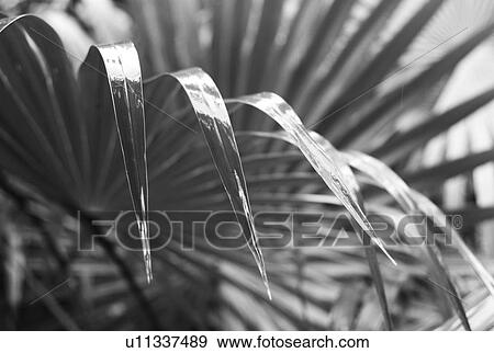 Stock Photo - Close up of palm leaf. Fotosearch