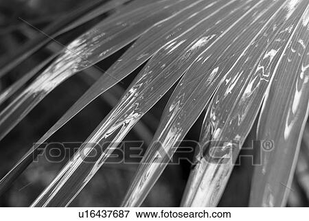 Close up of palm leaf View Large Photo Image Stock Photo - Close up of palm leaf. Fotosearch