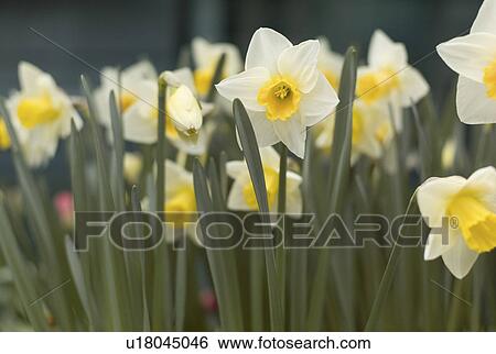 Stock Photograph - Daffodils in full bloom. Fotosearch
