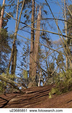 Damaged trees in Stanley Park View Large Photo Image Stock Image - Damaged trees in Stanley Park. Fotosearch