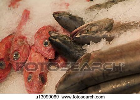 Fish in ice frozen View Large Photo Image Stock Photo - Fish in ice frozen. Fotosearch